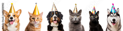 A Set of Celebrating Pets: Dogs and Cats in Birthday Caps for a Happy Birthday Card, Isolated on Transparent Background, PNG photo