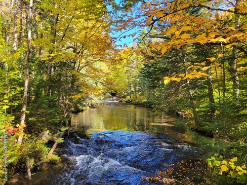 River surrounded by trees in autumn