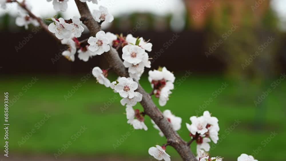 Spring season with blooming apricot tree branches with white flowers Spring season with blooming apricot tree branches with white flowers