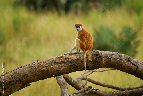 Canvas Print Common patas monkey - Erythrocebus patas also hussar monkey, ground-dwelling mon