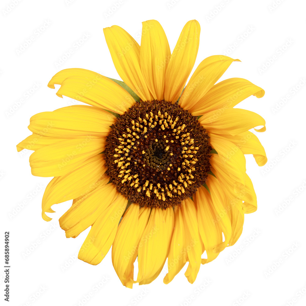 Beautiful bright sunflowers bouquet close-up, isolated Beautiful bright sunflowers bouquet close-up, isolated