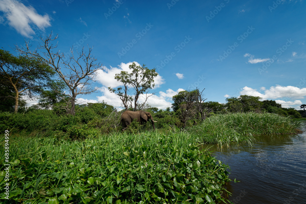 African Bush Elephant - Loxodonta africana lonely elephant walking on the river bank and feeding on green bush, close view from the boat, blue sky in Uganda and Congo