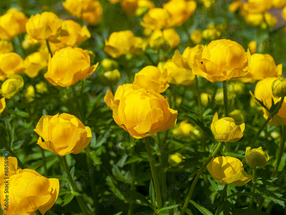 Blooming flowers of an globeflowers plant on a bright warm sunny day Blooming flowers of an globeflowers plant on a bright warm sunny day