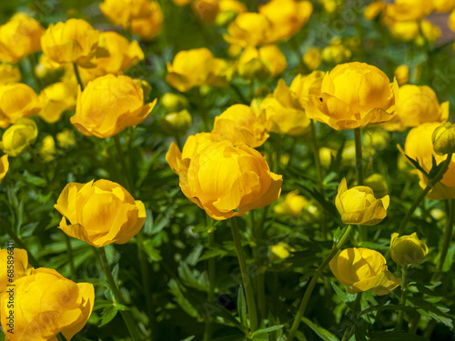 Blooming flowers of an globeflowers plant on a bright warm sunny day