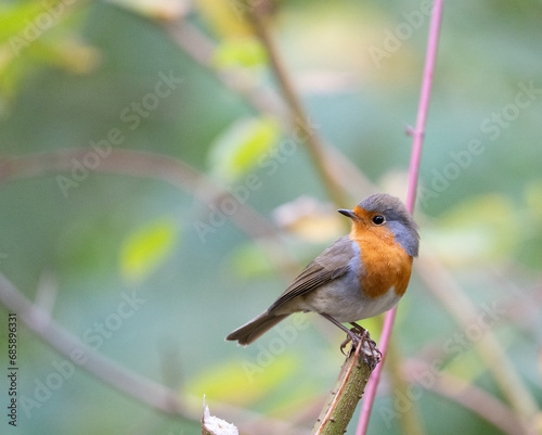 robin on a branch
