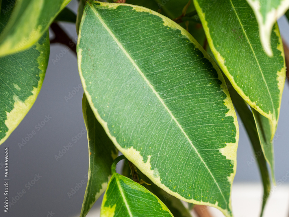 green juicy bright leaf of a home plant green juicy bright leaf of a home plant