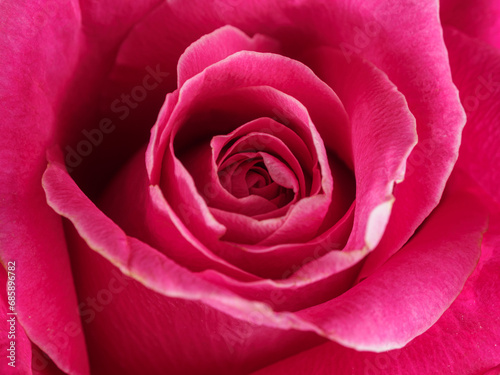 Pink rose flower isolated on background