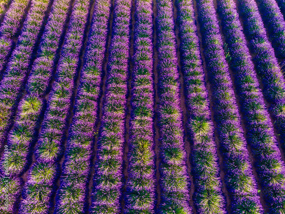 Lavender field in Provence France. Aerial view