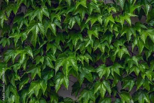 Green leaves of wild grapes. Background of green leaves of decorative grapes that grow on the wall.
Fresh grape leaves covering the wall. Natural green background from young green leaves, 
close-up photo