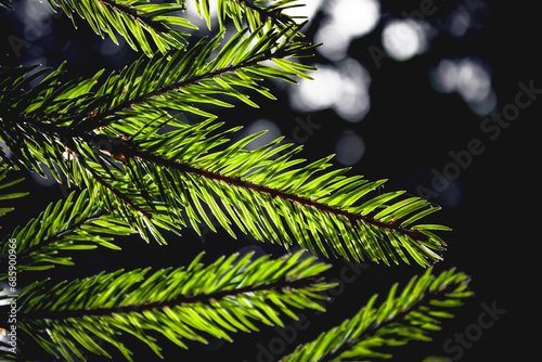 spruce branch on a dark background close-up in Sun rays