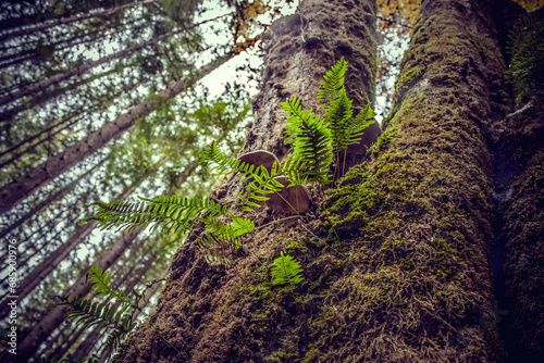 Green ferns and mushrooms on a conifer tree. On the tree beautiful moss. Green tones. Selective focus.