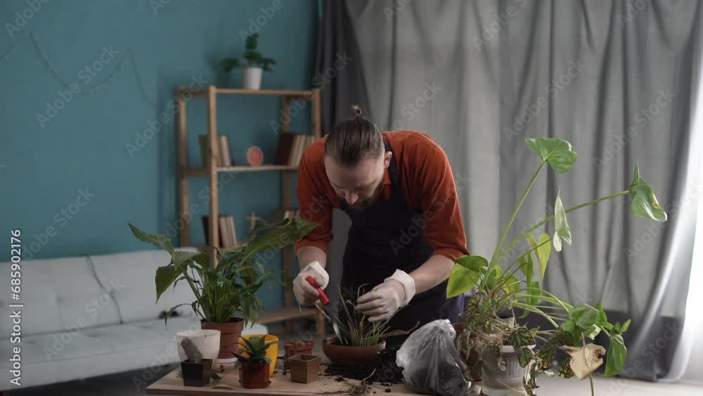 A man transplanting aloe vera into a new ceramic pot. Care and replanting of flowers in spring A man transplanting aloe vera into a new ceramic pot. Care and replanting of flowers in spring