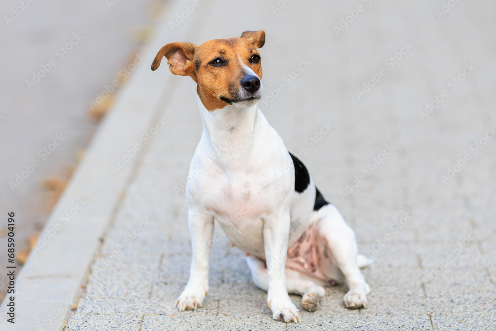 A cute Jack Russell Terrier dog sits funny on the sidewalk. Pet portrait with selective focus