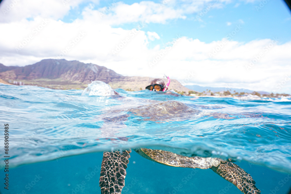 Snorkeling with Wild Hawaiian Green Sea Turtles in the Beautiful Ocean in Hawaii 