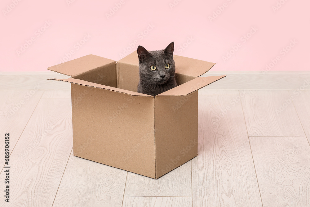 Cute British cat sitting in box on floor near pink wall