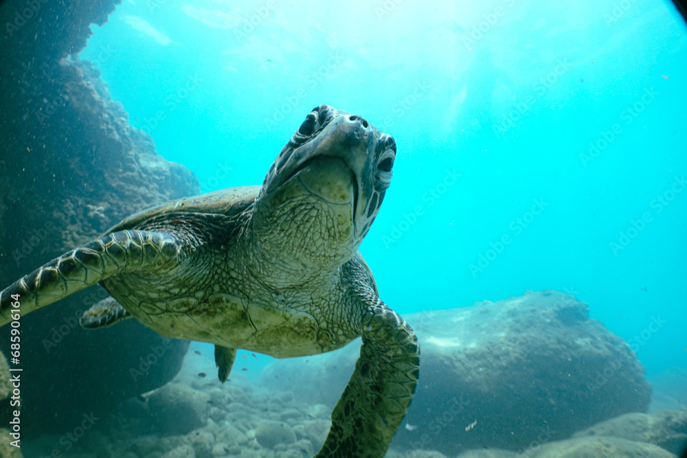 Obraz premium Snorkeling with Wild Hawaiian Green Sea Turtles in the Beautiful Ocean in Hawaii 
