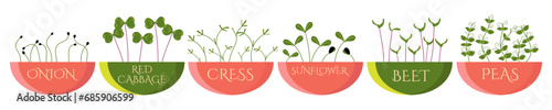 Set of Microgreens in pots. Onion, Red cabbage, Cress, Sunflower, Beet, Peas. Useful eco-product. Flat design. Healthy green seedlings. Vector illustration isolated on white background, hand drawn