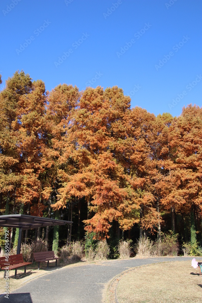 Naklejka premium 福岡県築上町のメタセの杜