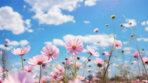 Pink cosmos flower in cosmos field moving in the wind. with blurry background and soft sunlight for horizontal floral poster. Close up flowers blooming on softness style in spring summer under sunrise photo