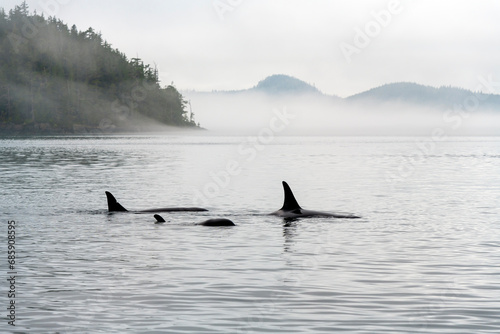 Three Orca (Orcinus orca) on whale watching tour, Telegraph Cove, Vancouver Island, British Columbia, Canada.