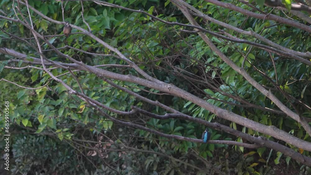common kingfisher is hunting a fish common kingfisher is hunting a fish