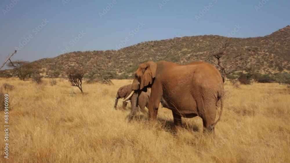 Adult and baby elephant walking through wild - Wide, pan shot Adult and baby elephant walking through wild - Wide, pan shot