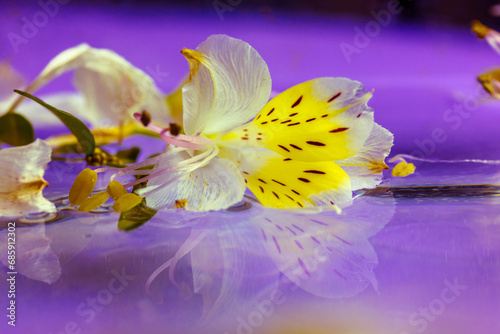 White alstromeria yellow petals on lilac-purple background very peri colors. Delicate flower is reflected in water. Peruvian lily or Lily of the Incas. Bouquet of spring flowers. Garden plant bloom. photo