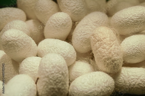 Silk cocoon that is processed to produce silk fiber