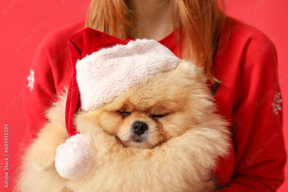 Fototapeta premium Cute Pomeranian dog with owner celebrating Christmas on red background