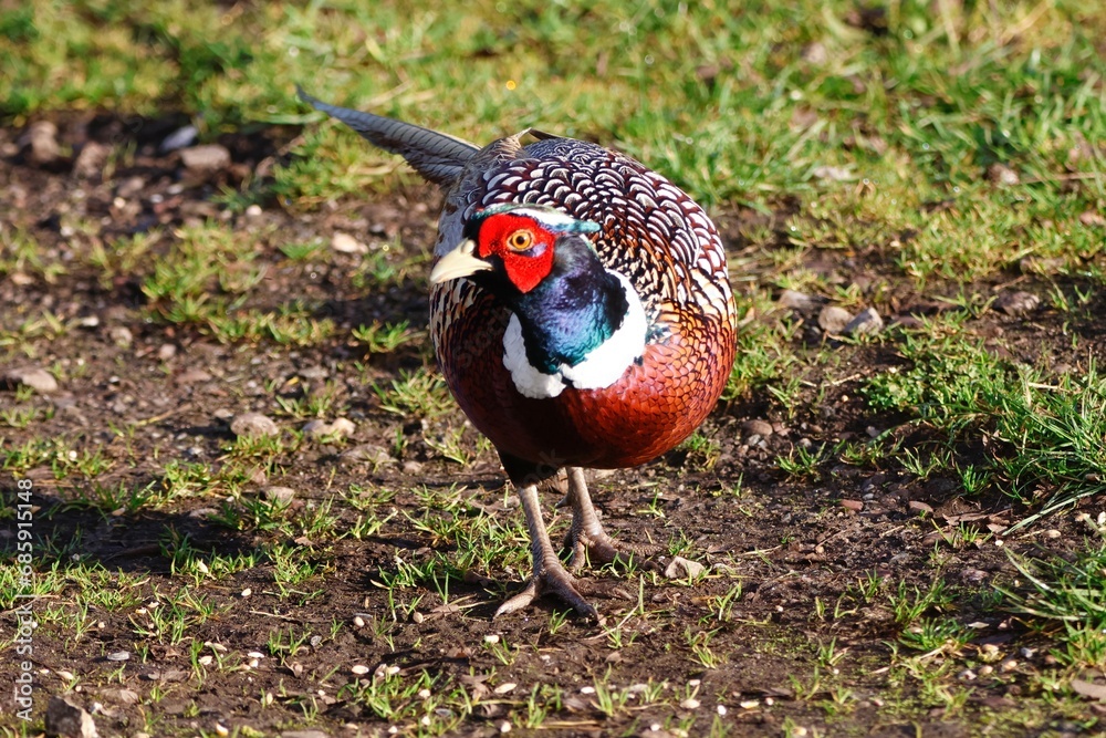 custom made wallpaper toronto digitalpheasant in the wild