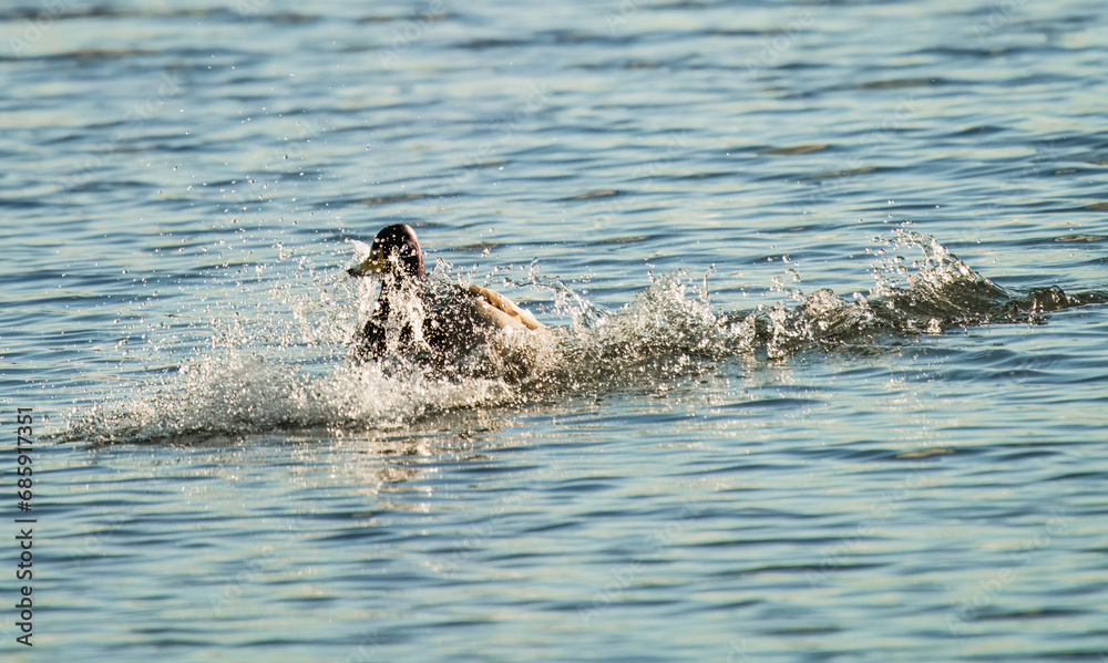 Fototapeta premium drake mallard landing on lake