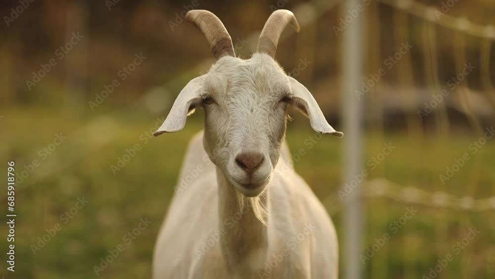 Saanen goats in a barnyard. Farming in Ontario, Canada. Saanen goats in a barnyard. Farming in Ontario, Canada.
