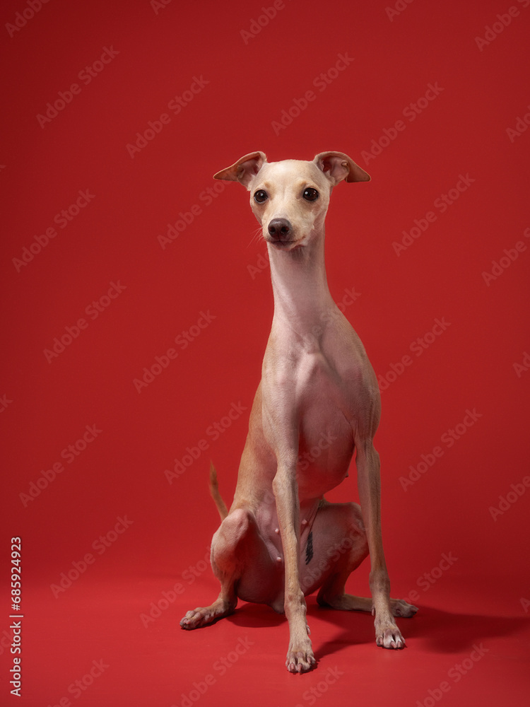 Italian Greyhound dog poised against red, a study in elegance. Slender form and delicate features captivate, embodying grace