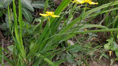 yellow Trimezia martinicensis orchid flowers photo