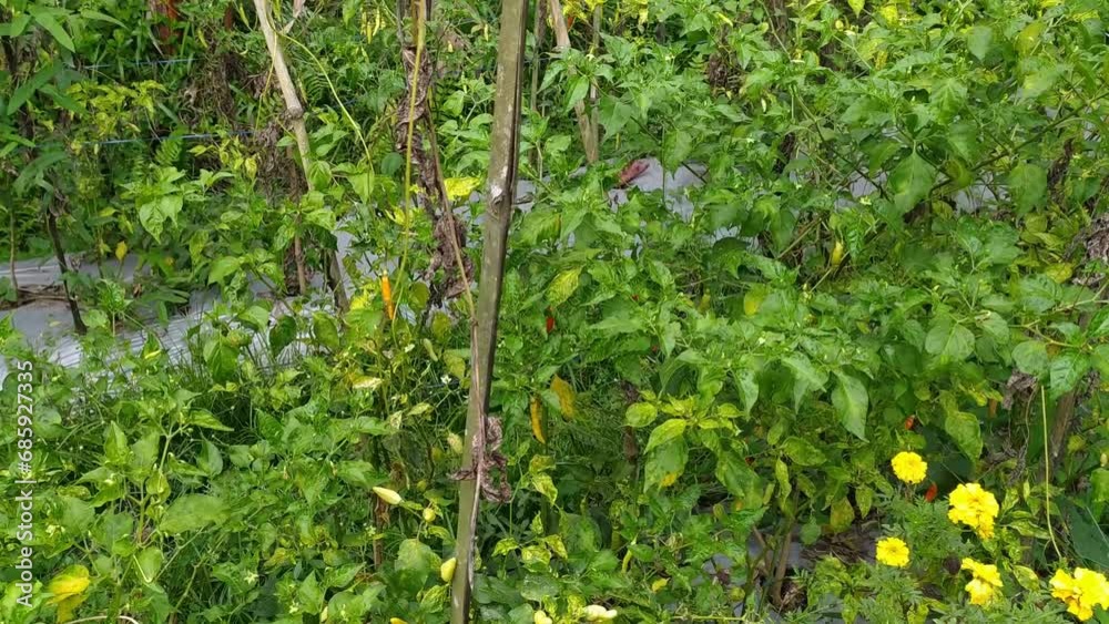 chilli Capsicum frutescens organics in the farm field mountain forest chilli Capsicum frutescens organics in the farm field mountain forest