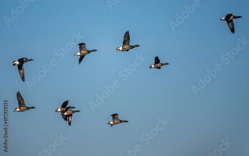 Brent Goose, Branta bernicla, birds in flight over Marshes at winter time © Maciej Olszewski