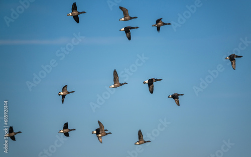 Brent Goose, Branta bernicla, birds in flight over Marshes at winter time