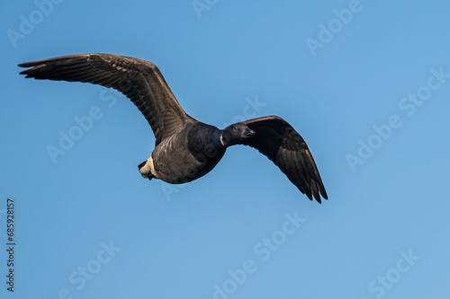 Brent Goose  Branta bernicla  birds in flight over Marshes at winter time