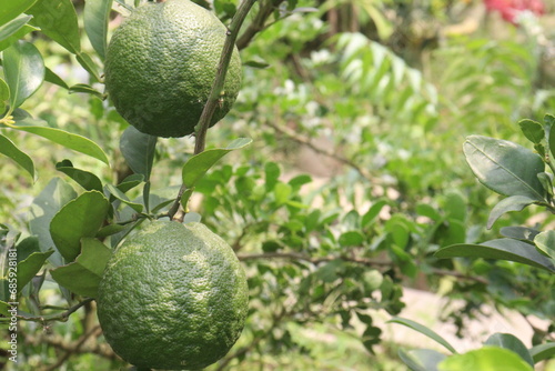 Citrus macroptera on tree in farm photo