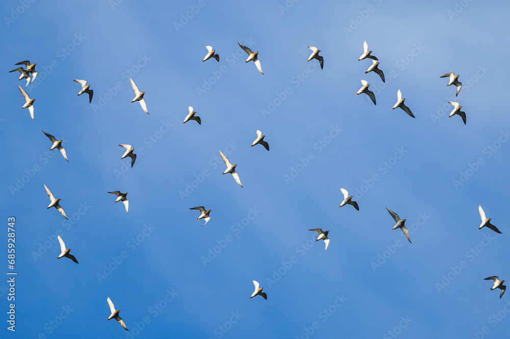 Grey Plover, Pluvialis squatarola in flight over marshes in winter