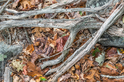 Masters of camouflage...three eastern copperheads nestled in leaf litter at a Massachusetts den site 