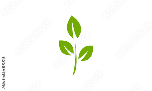 green plant isolated on white