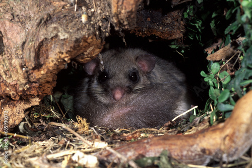 Dormouse (Glis glis) Ghiro