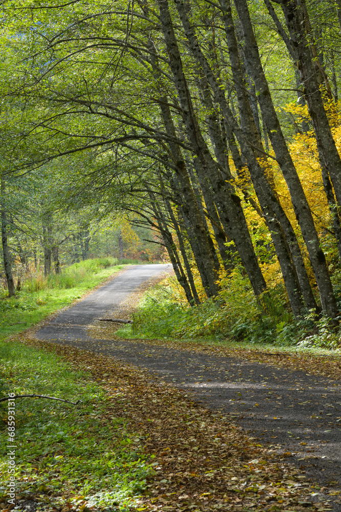 Gravel road in fall passeing through arched trees as leaves line the loose road surface Gravel road in fall passeing through arched trees as leaves line the loose road surface
