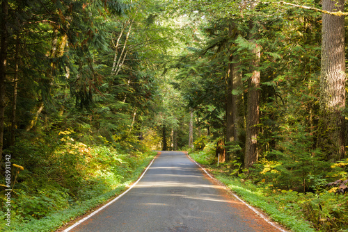 Fototapeta Naklejka Na Ścianę i Meble -  Sunlight passing through green forest on to narrow paved rural road