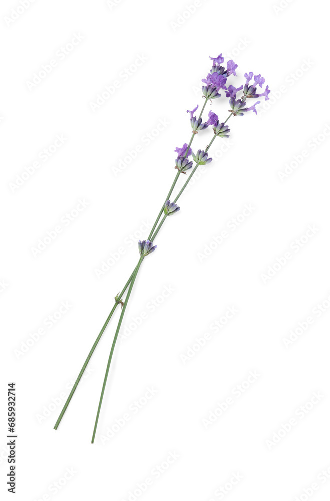Beautiful aromatic lavender flowers isolated on white, top view Beautiful aromatic lavender flowers isolated on white, top view