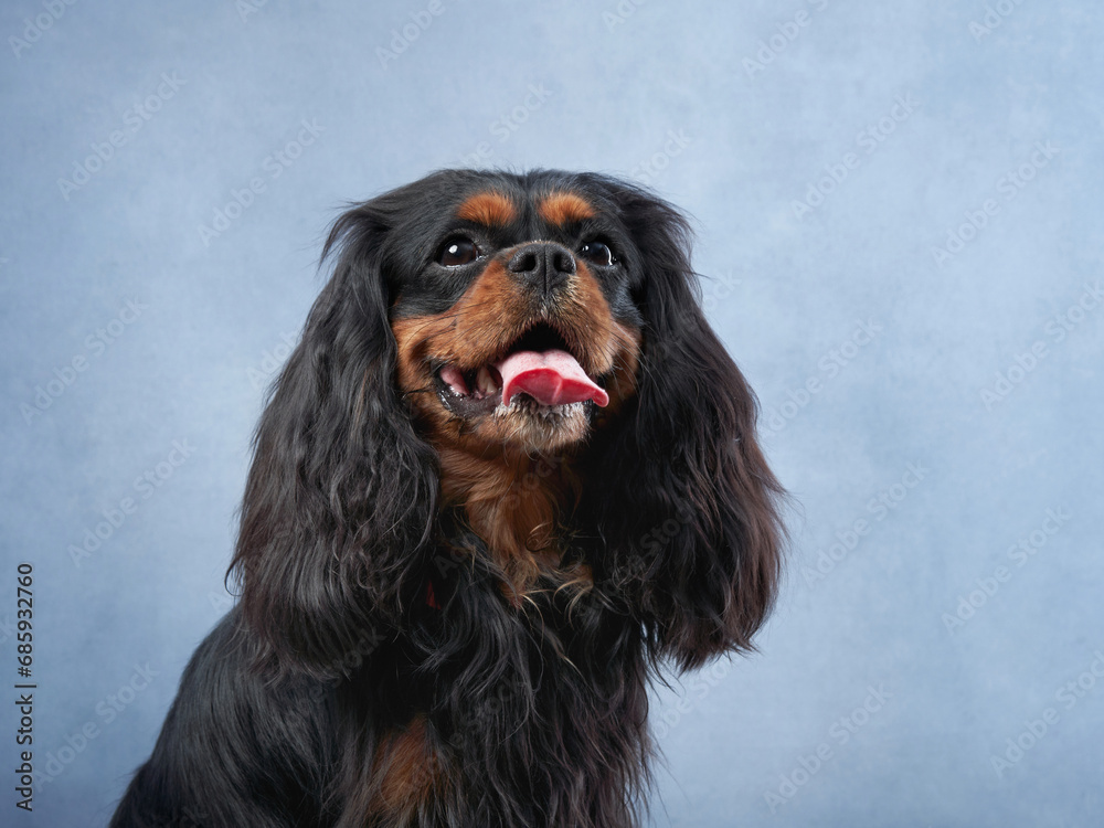 Cavalier King Charles Spaniel dog with a gleeful look, studio photo radiates happiness. The long silky fur and panting tongue show a moment of joy Cavalier King Charles Spaniel dog with a gleeful look, studio photo radiates happiness. The long silky fur and panting tongue show a moment of joy