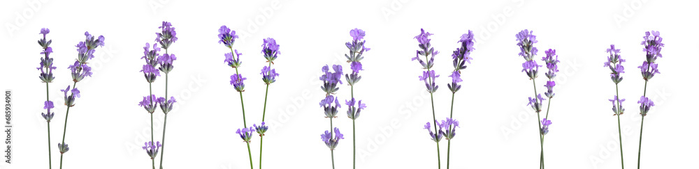 Beautiful lavender flowers isolated on white, set