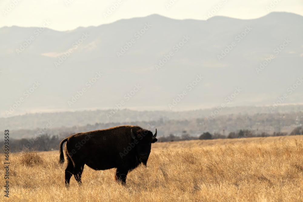 Bison (Bison bison) grazing in meadow; Rocky Mtn Arsenal NWR; Denver, Colorado