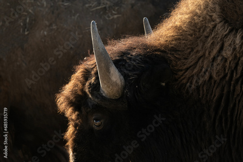 Bison (Bison bison) at sunset; Rocky Mtn Arsenal NWR; Denver, Colorado